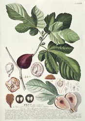 Ficus (ábra)